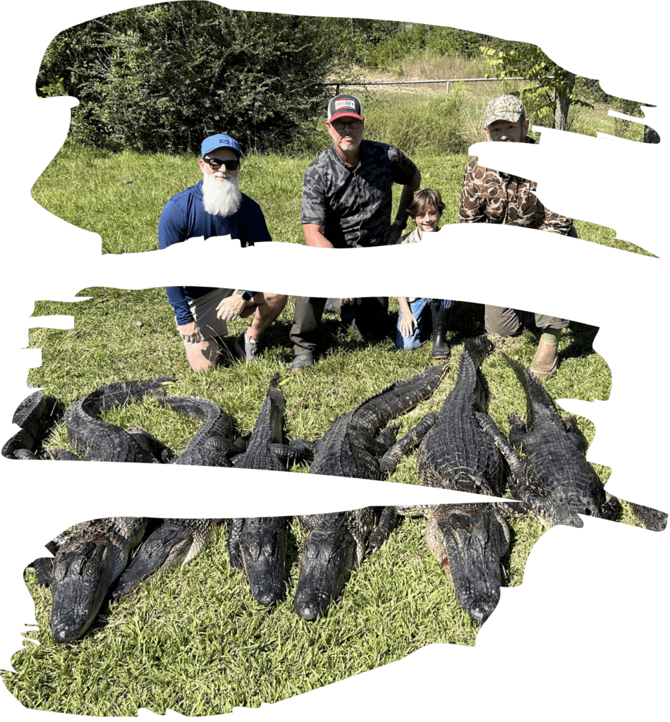 Mareno Alligator Hunting