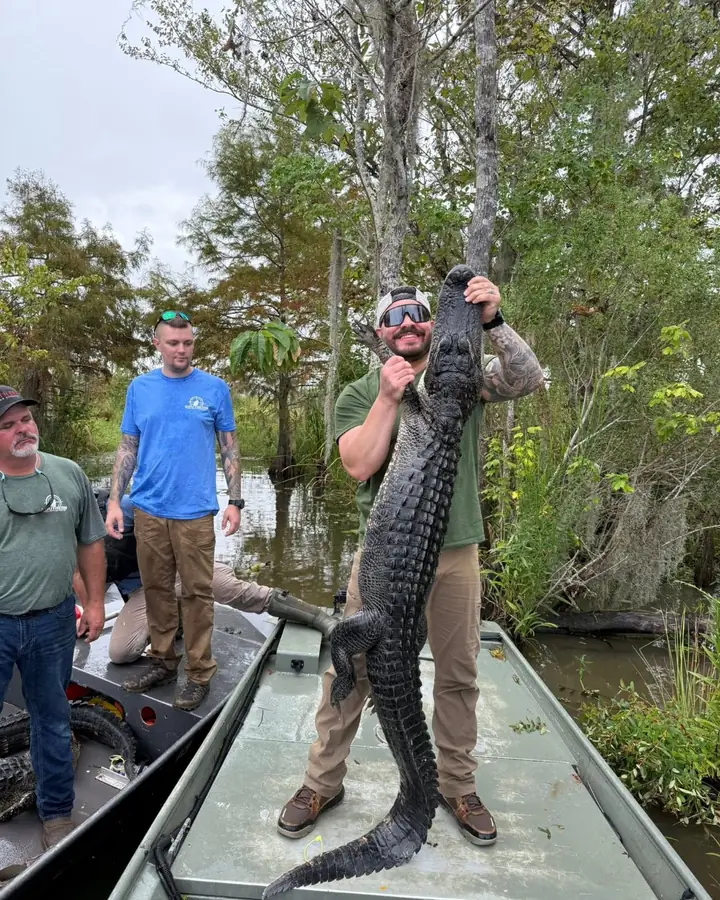 Hunter lifting an alligator into the boat on a guided Louisiana hunt