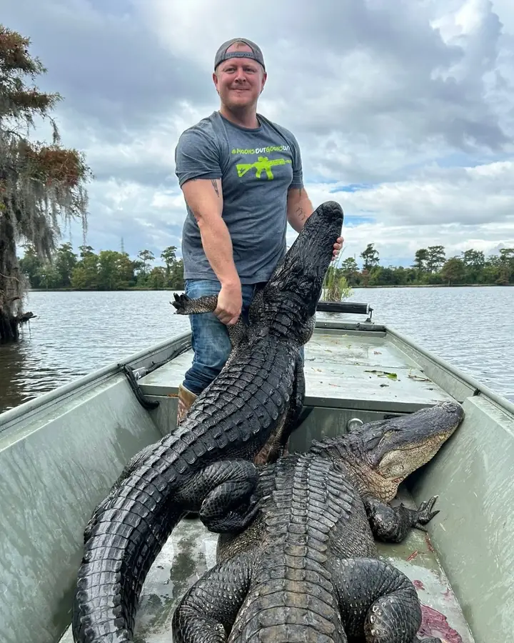 Boat loaded with alligators in a Louisiana cypress swamp